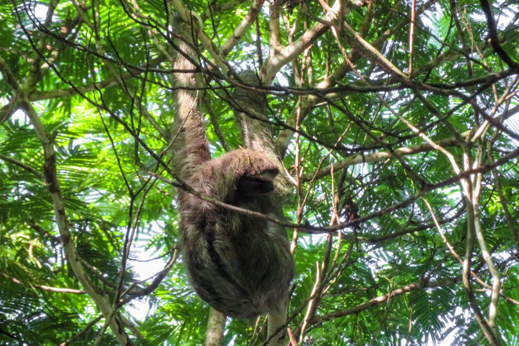 Sloth in Tortuguero