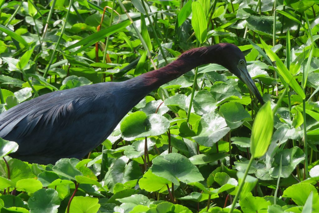 Tortuguero wildlife